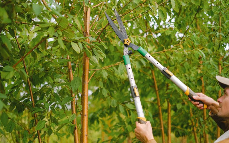 Tree trimming in Cheneyville, LA